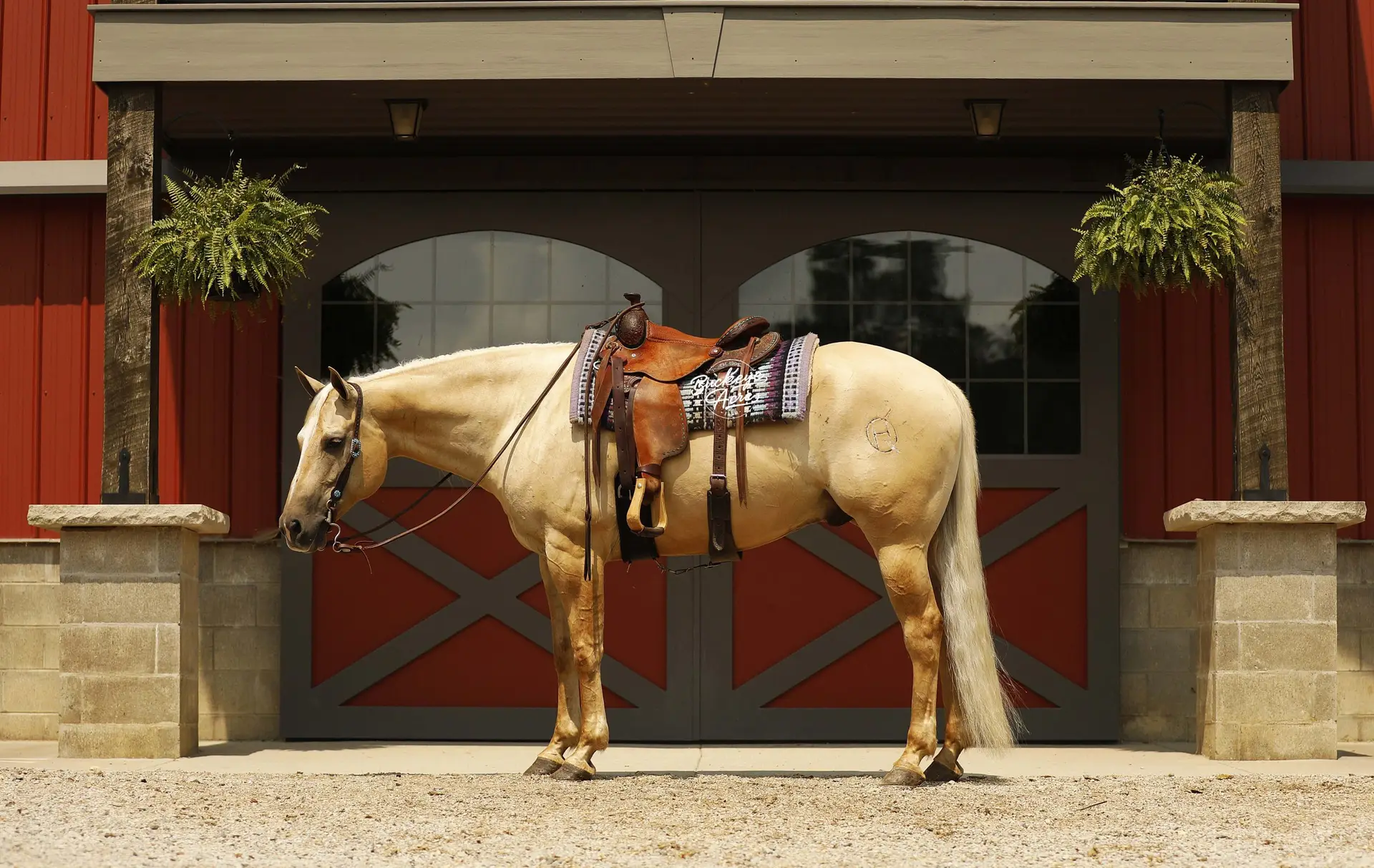 Palomino horse saddled and bridled, standing in front of red barn doors with two hanging ferns above.
