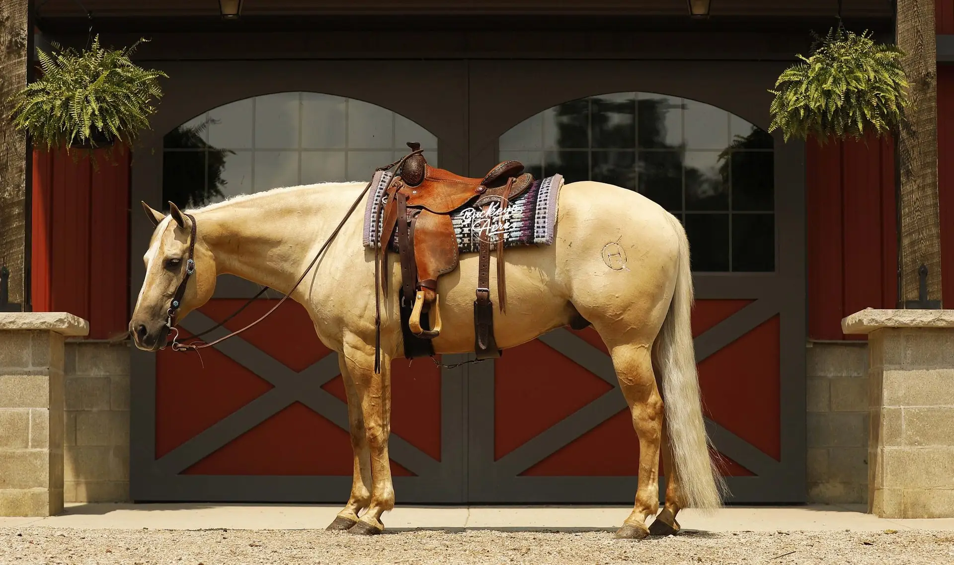 Palomino horse wearing western saddle stands in front of a red barn with hanging ferns.