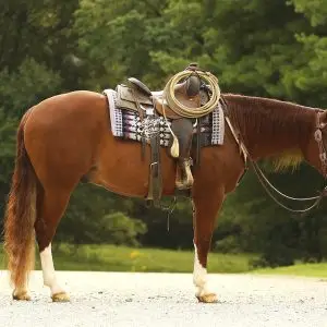 Horse standing on a gravel path with a Western saddle and rope resting on its back, green trees in the background