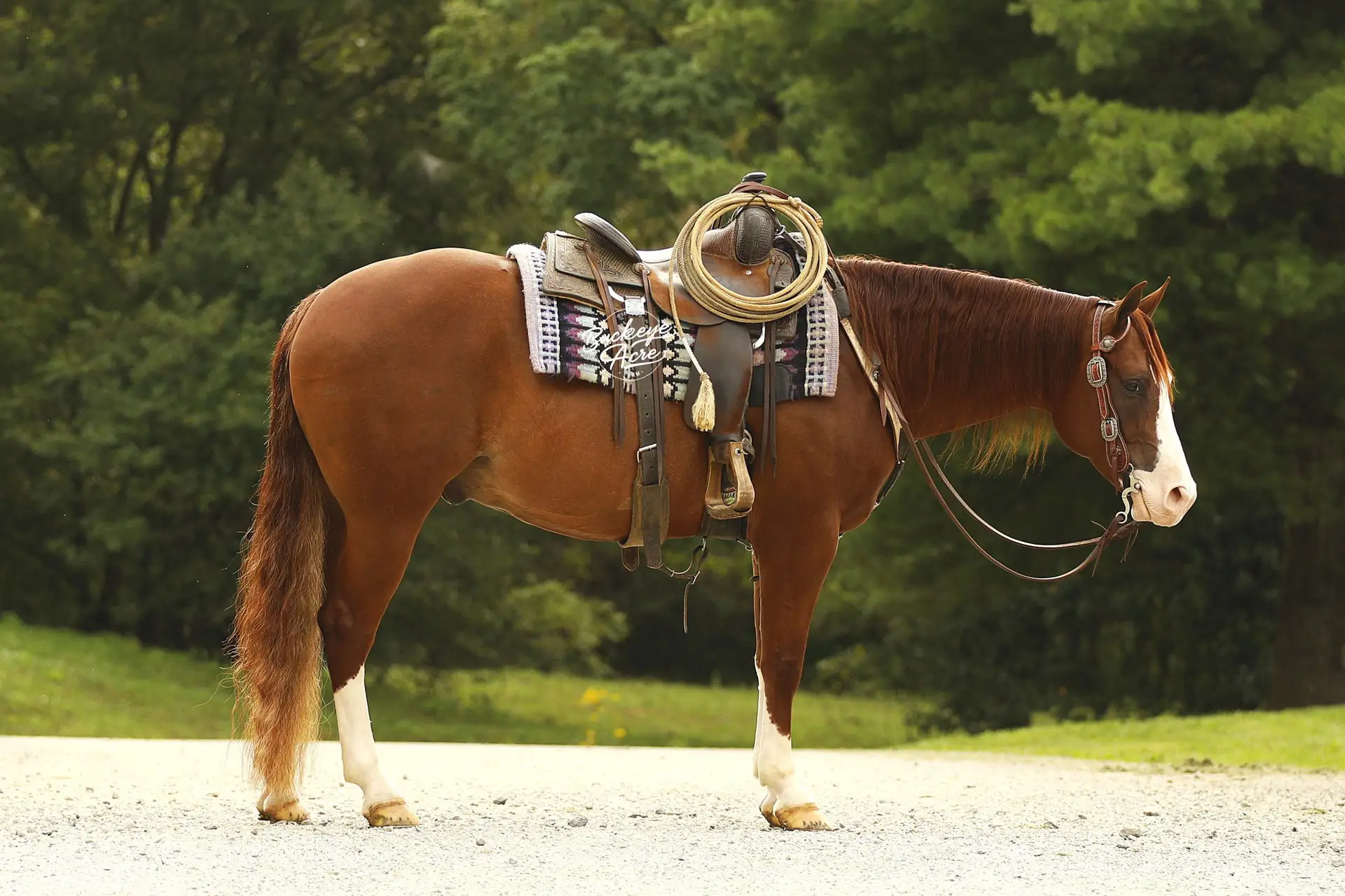 Horse standing on a gravel path with a Western saddle and rope resting on its back, green trees in the background