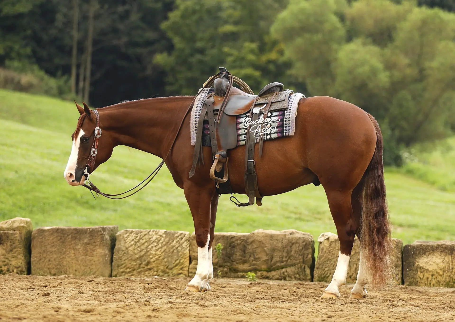 Chestnut horse wearing a Western saddle and bridle, standing beside a low stone barrier in a grassy paddock.