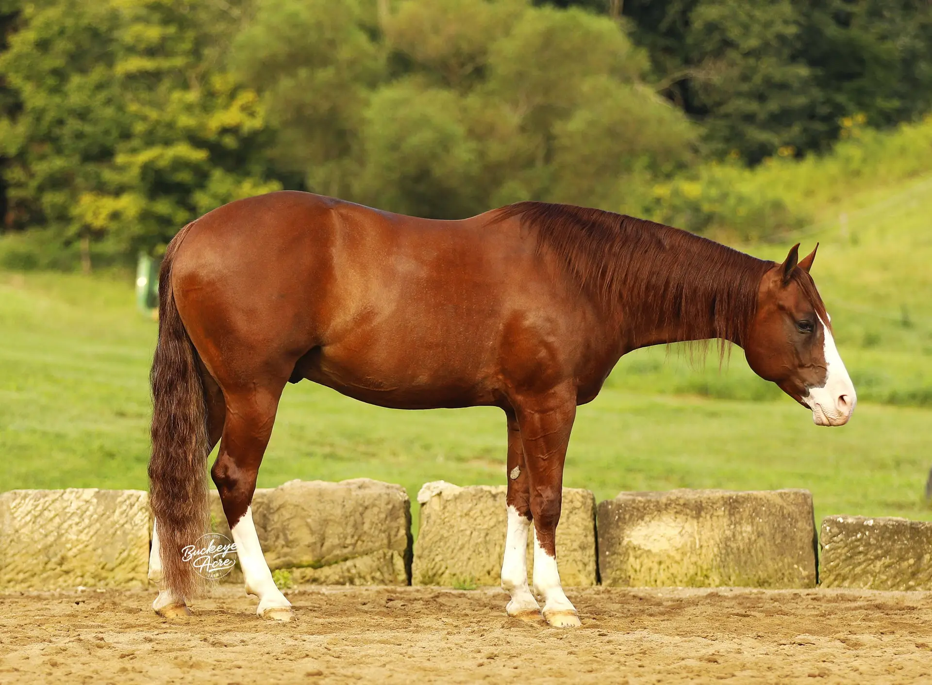 Brown horse standing in a sunny paddock next to a stone wall, with green trees in the background and white markings on its legs and face visible at the front.