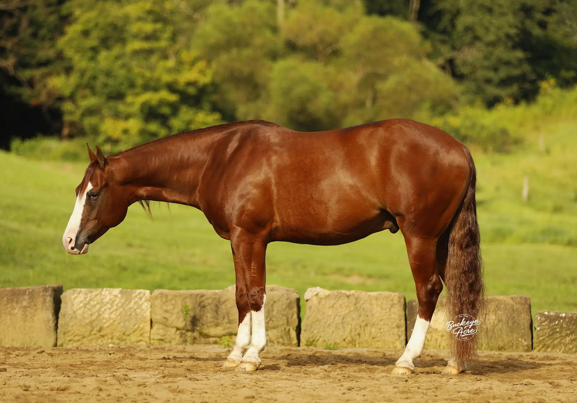 Chestnut horse with white socks standing in a sunlit pasture beside a stone wall, facing left.