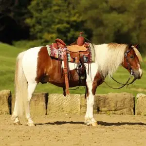 Paint horse wearing a decorative leather saddle standing in a sunlit arena with a grassy background, facing right