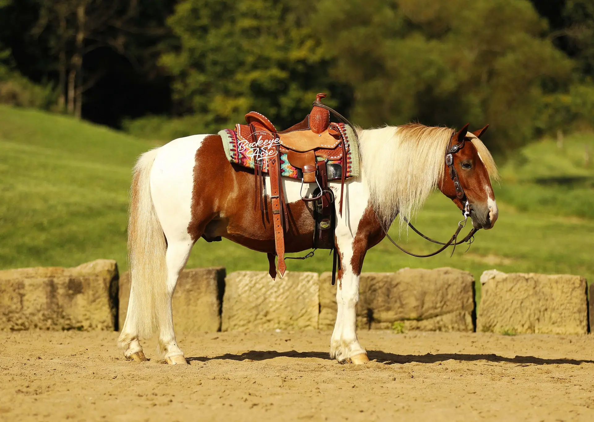 Paint horse wearing a decorative leather saddle standing in a sunlit arena with a grassy background, facing right