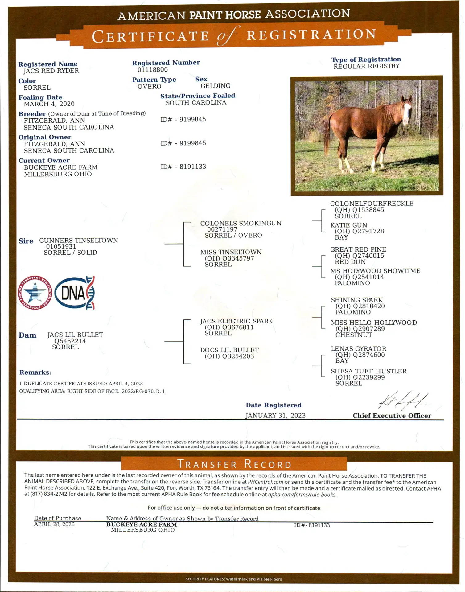 Certificate of Registration from the American Paint Horse Association, showing horse pedigree details and a photo of the registers horse on the right.