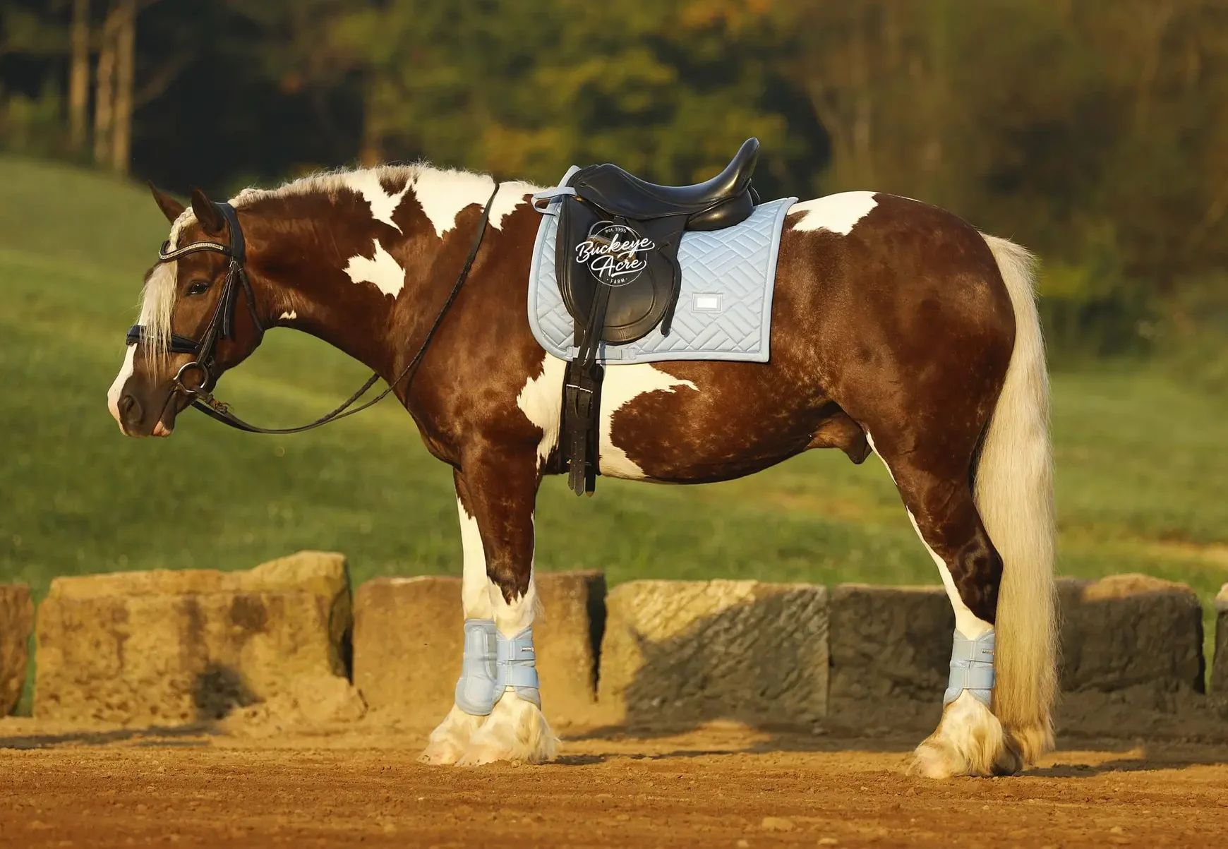 Paint horse with brown and white coat wearing a blue quilted saddle pad and black saddle in an outdoor arena.
