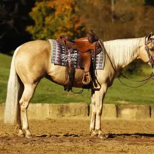 Palomino horse wearing a patterned saddle blanket with 'Buckeye Acre' lettering, standing in a paddock with autumn trees in the background.
