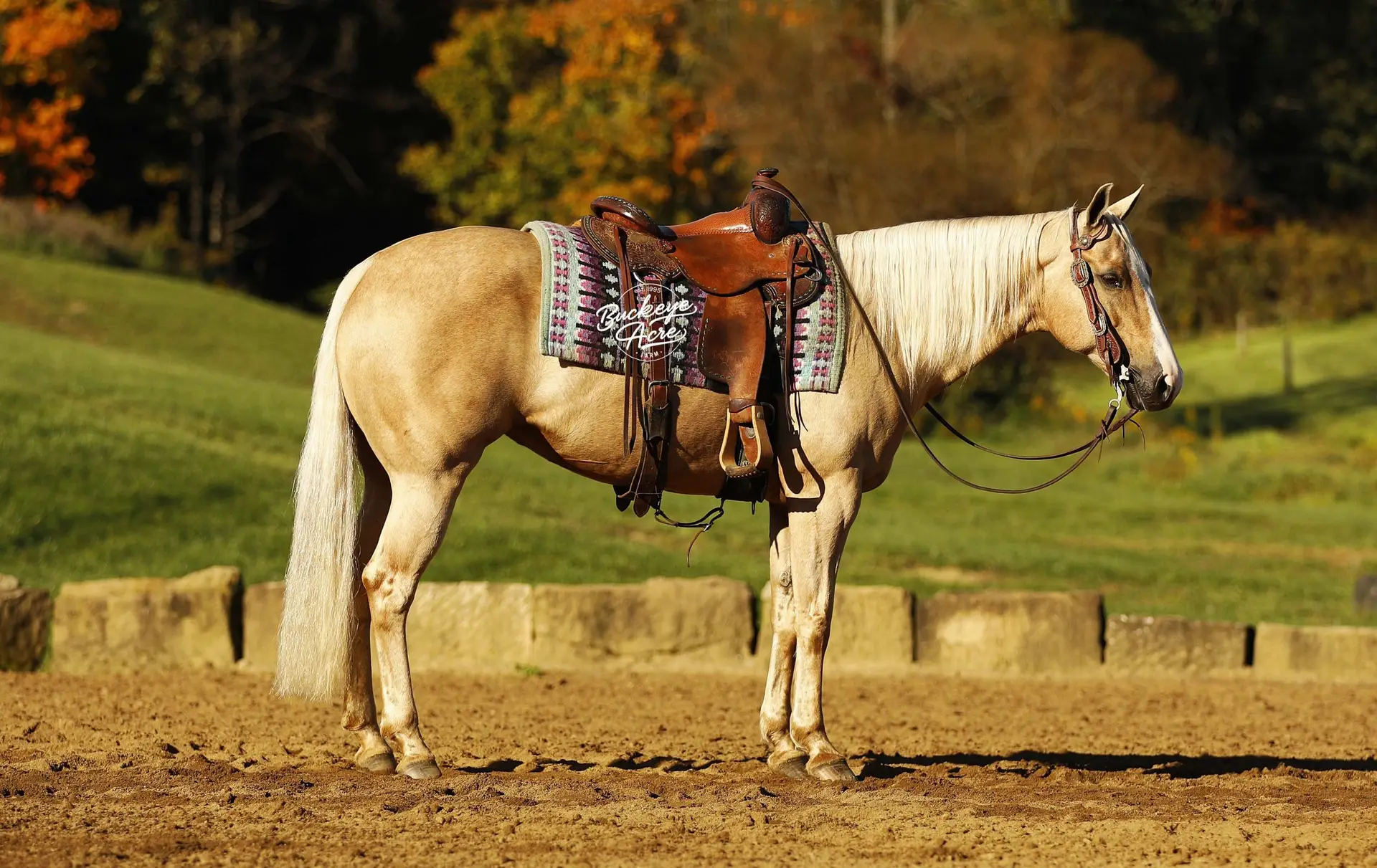 Palomino horse wearing a patterned saddle blanket with 'Buckeye Acre' lettering, standing in a paddock with autumn trees in the background.