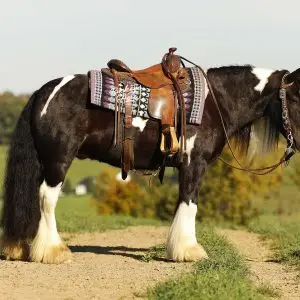 Pinto horse with Western saddle standing on a dirt path in a grassy field during fall.