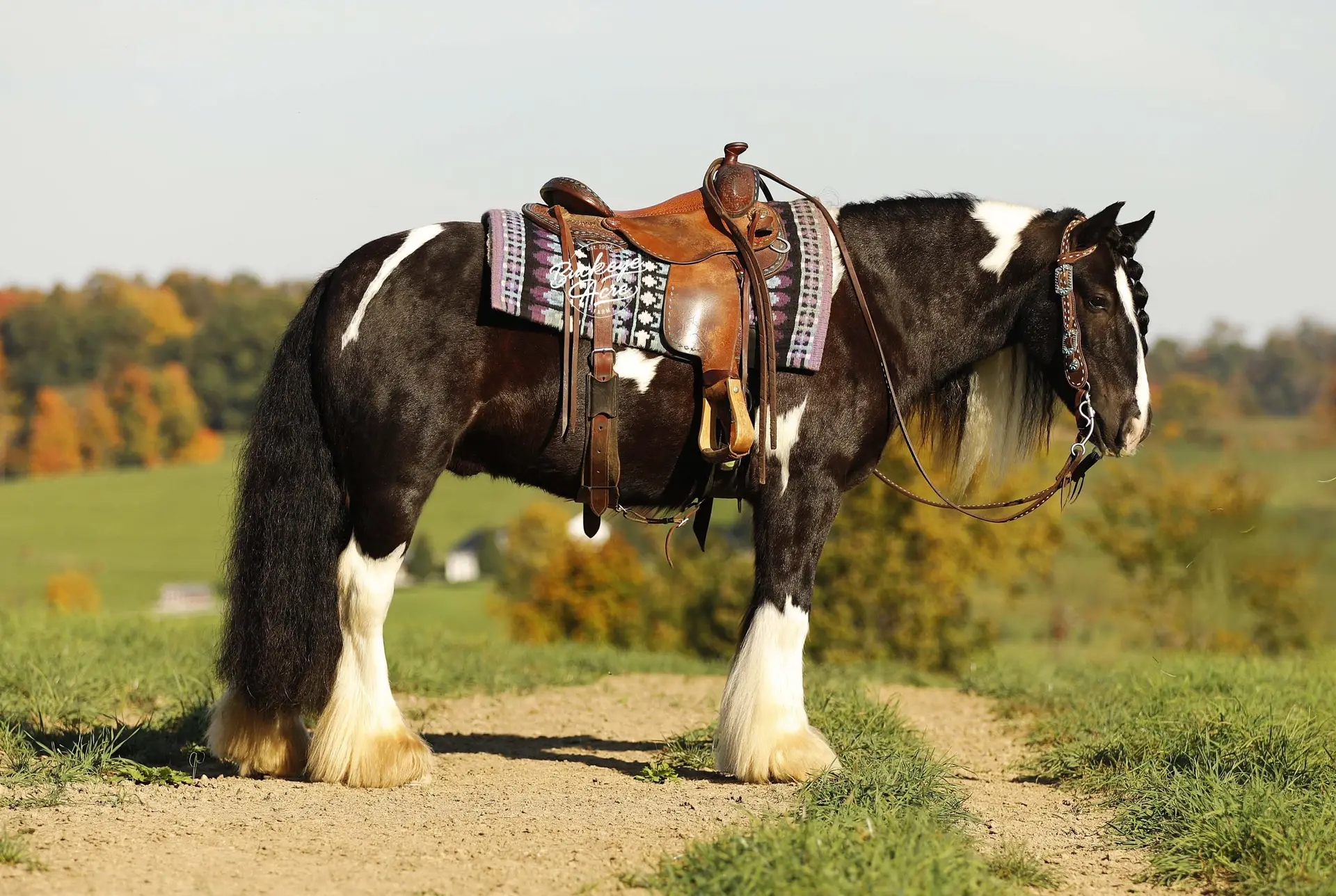 Pinto horse with Western saddle standing on a dirt path in a grassy field during fall.