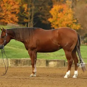 Brown horse in a paddock with autumn trees in the background; white markings on legs and a bridle with reins.