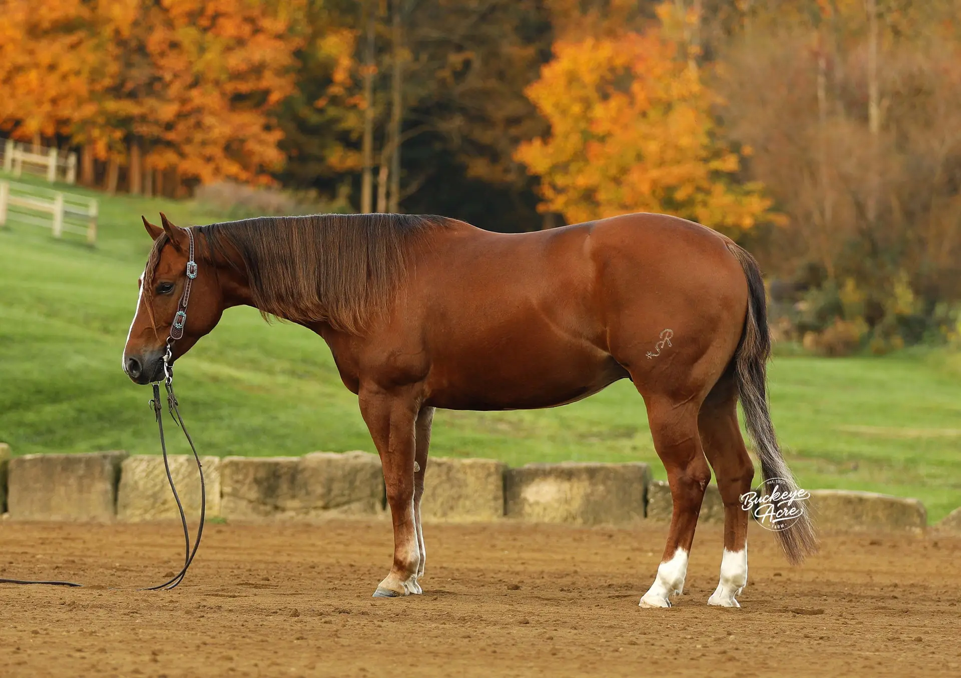 Brown horse in a paddock with autumn trees in the background; white markings on legs and a bridle with reins.