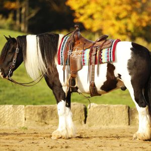 Pinto horse with a brown saddle and colorful saddle blanket standing in a sunny outdoor arena with a stone wall and autumn foliage in the background.