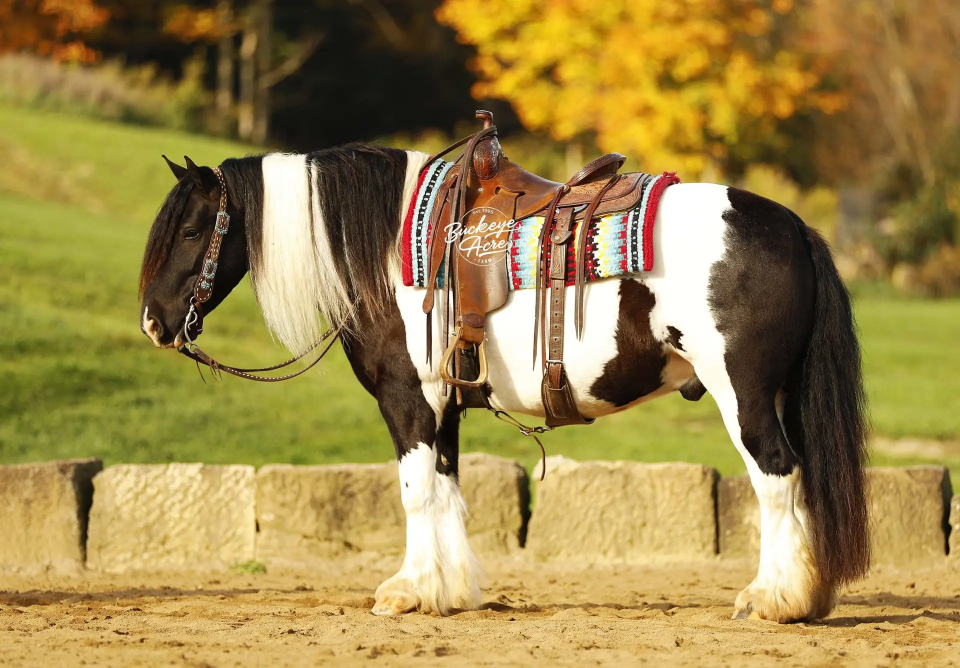 Pinto horse with a brown saddle and colorful saddle blanket standing in a sunny outdoor arena with a stone wall and autumn foliage in the background.