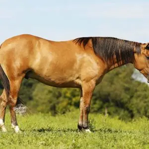 Chestnut horse standing in a grassy field, side view with a dark mane and blue sky in the background.