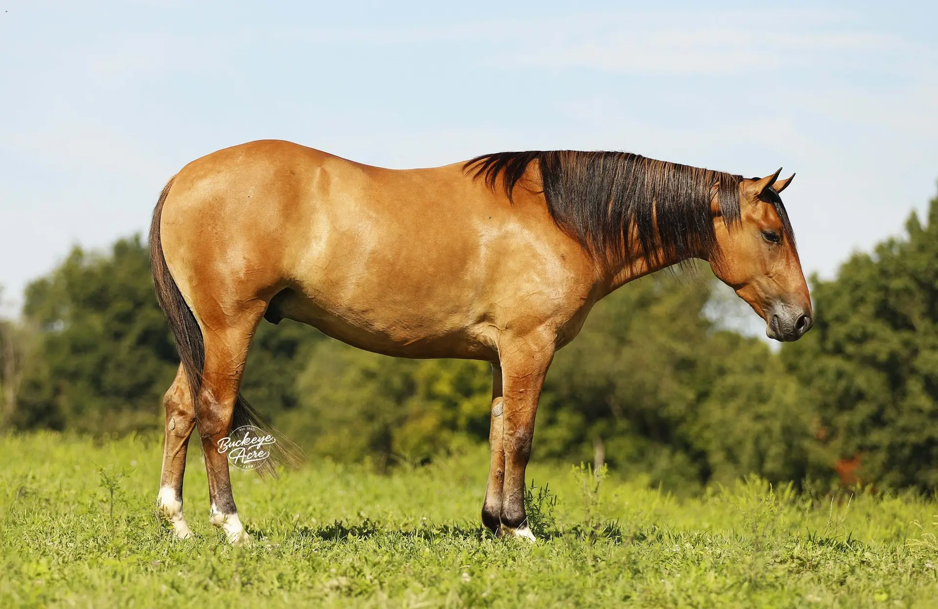 Chestnut horse standing in a grassy field, side view with a dark mane and blue sky in the background.