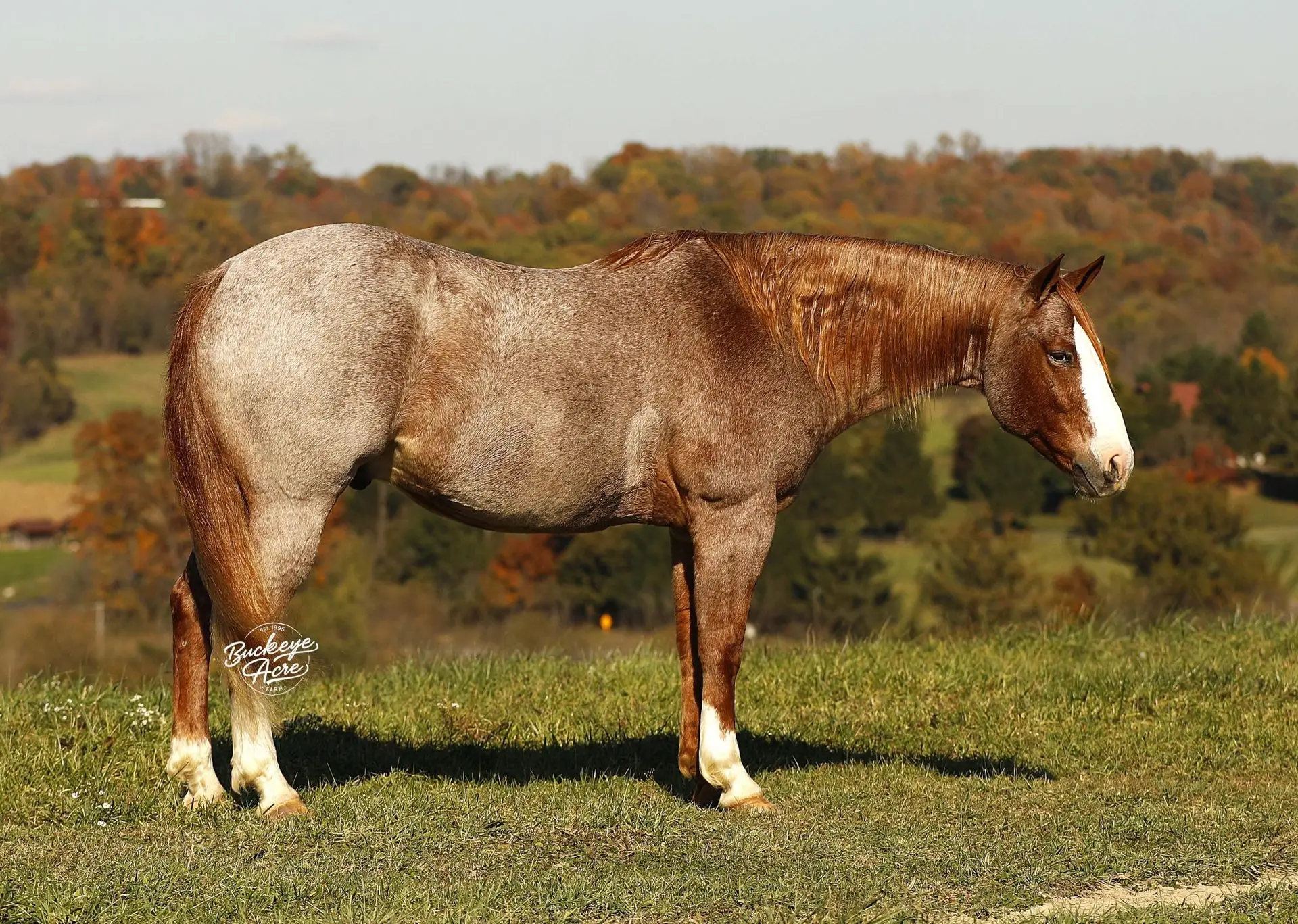 Side view of a brown and white horse standing in a grassy field with autumn trees in the background