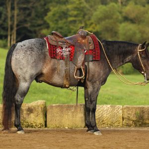 Horse standing in a field with a Western saddle and red saddle blanket labeled Buckeye Acres.