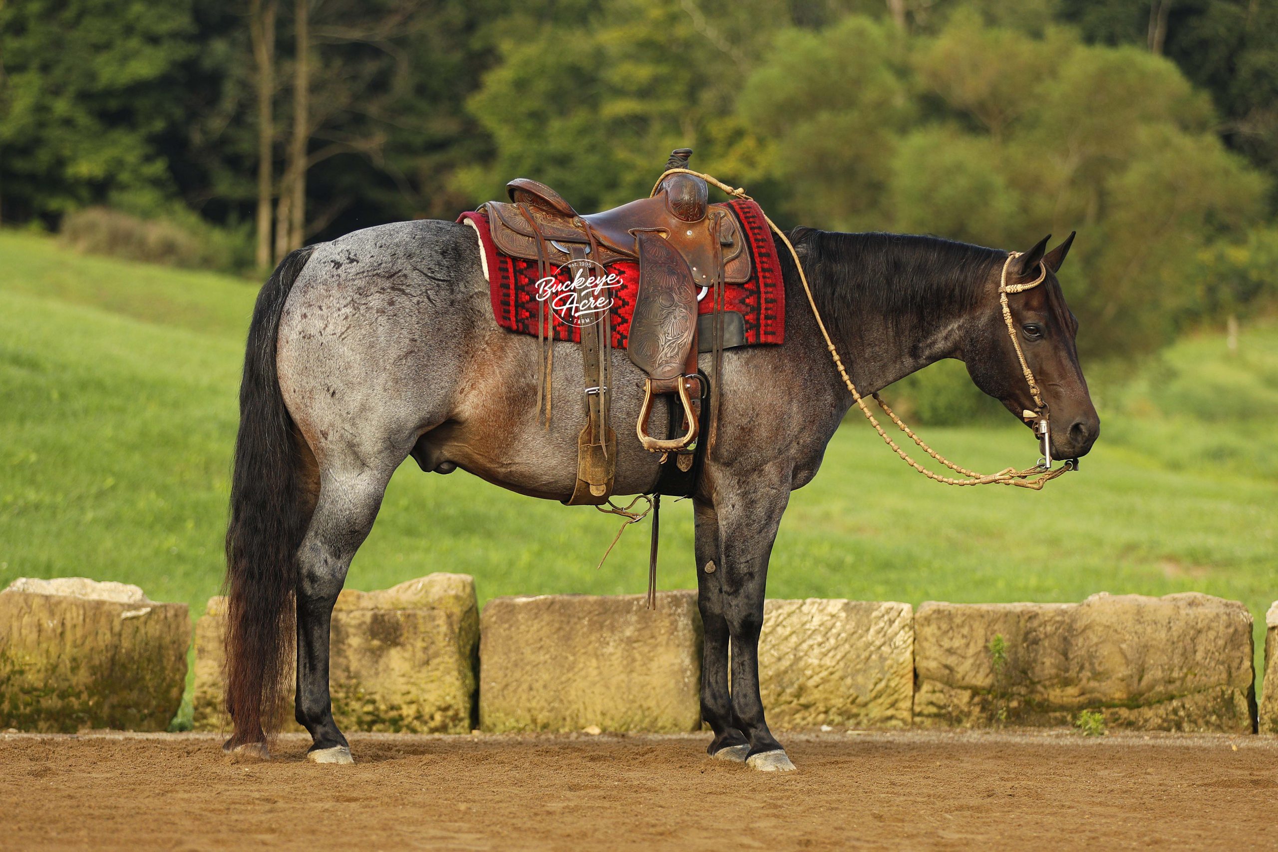 Horse standing in a field with a Western saddle and red saddle blanket labeled Buckeye Acres.