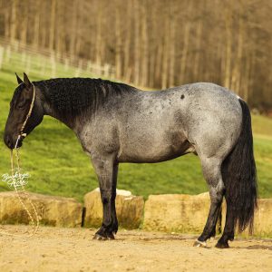 Side view of a gray horse with a dark mane wearing a rope halter in a grassy paddock, with a distant tree line and fence in the background.