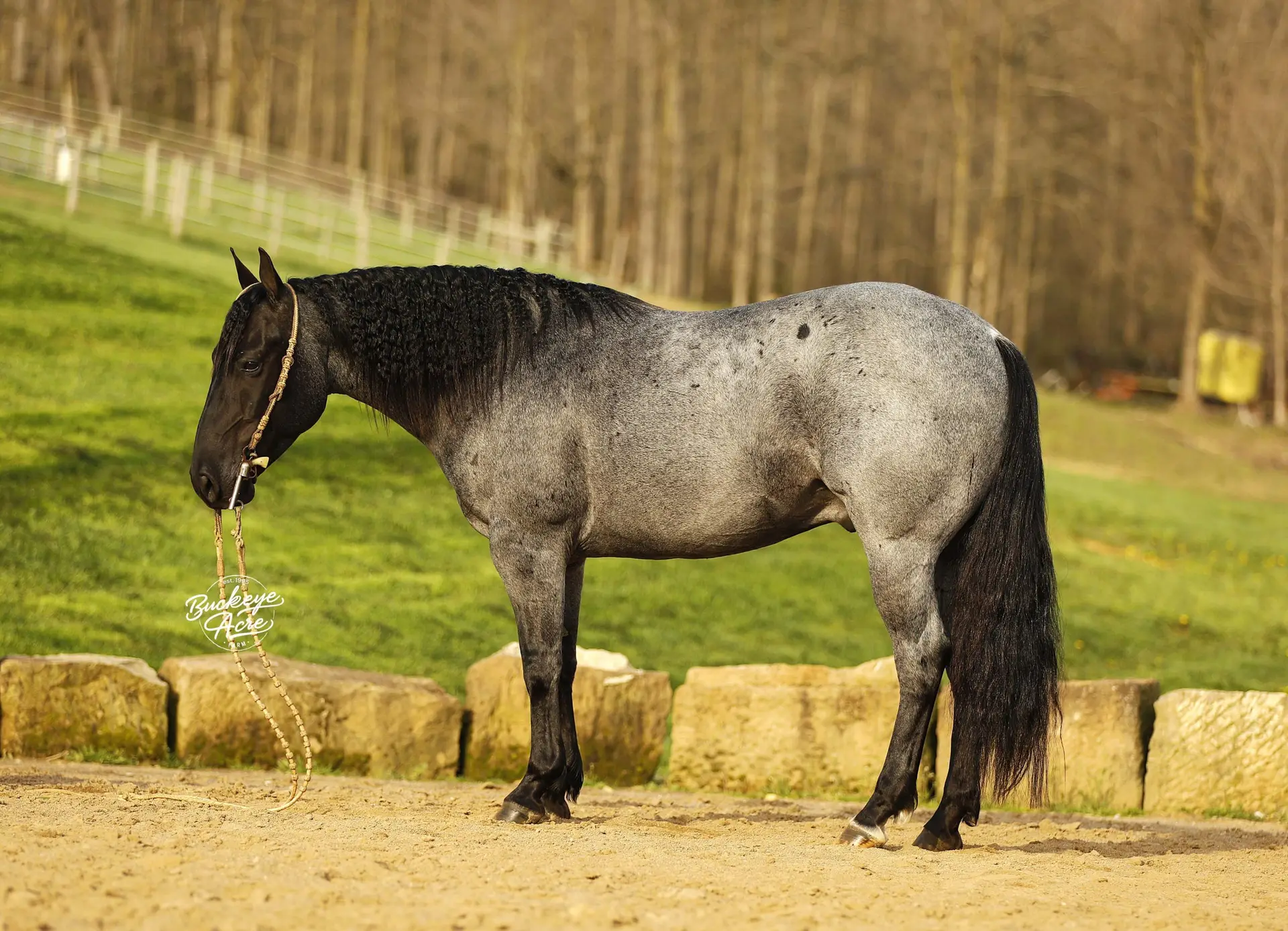 Side view of a gray horse with a dark mane wearing a rope halter in a grassy paddock, with a distant tree line and fence in the background.