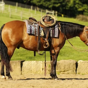 A saddled horse standing on a dirt arena with a rope coiled on its saddle and a stone fence in the background at a sunny farm.