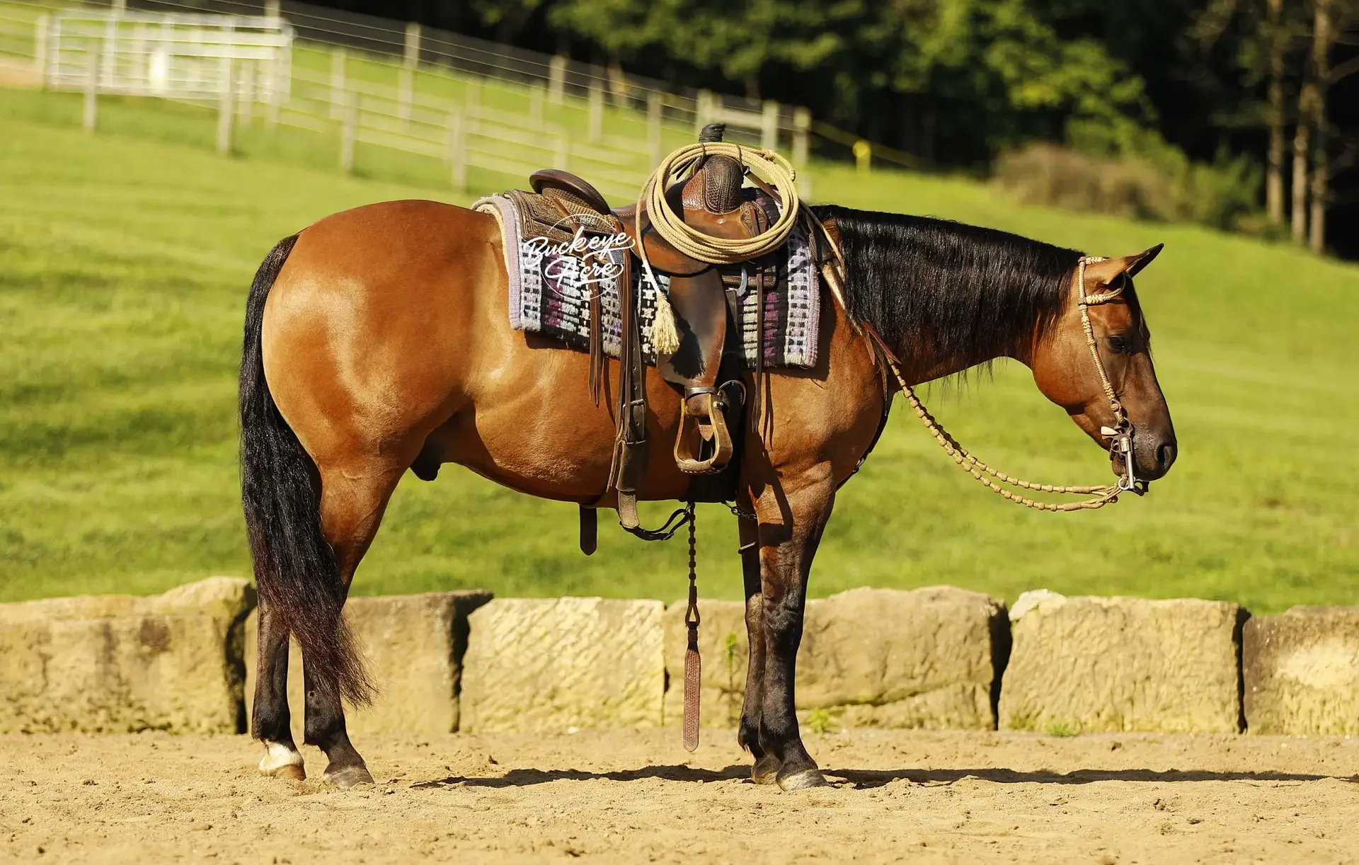 A saddled horse standing on a dirt arena with a rope coiled on its saddle and a stone fence in the background at a sunny farm.